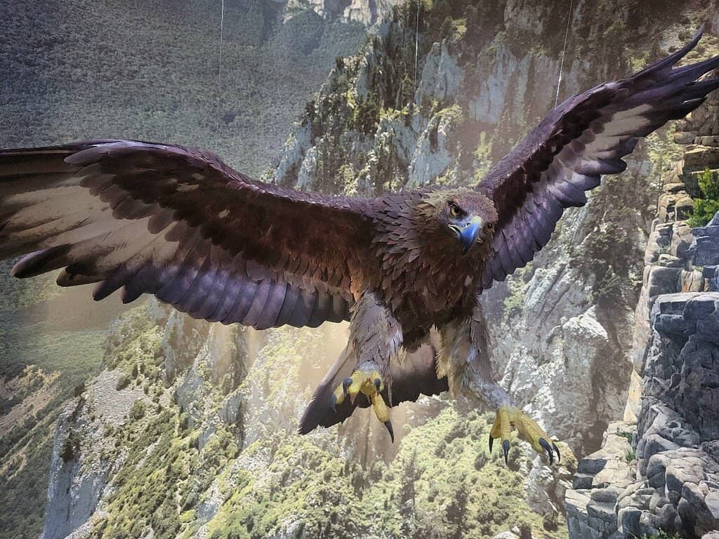 Nature Film & Conservation