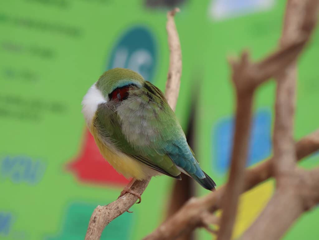 Meet the Farmyard Friends