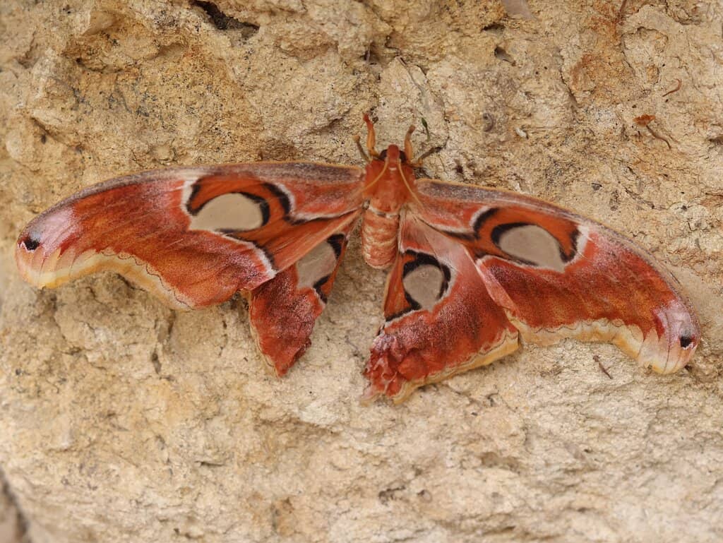 The Enchanting Butterfly House