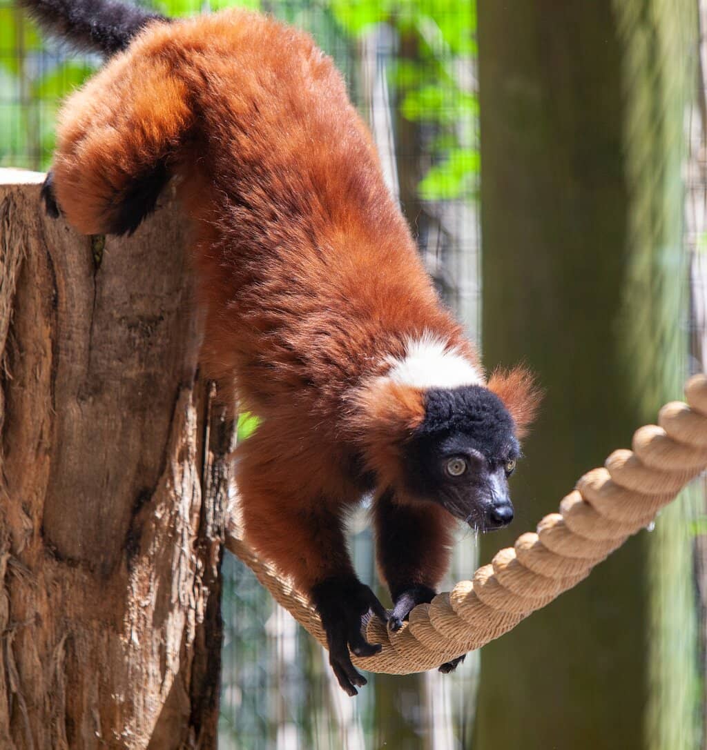 Intimate Animal Encounters