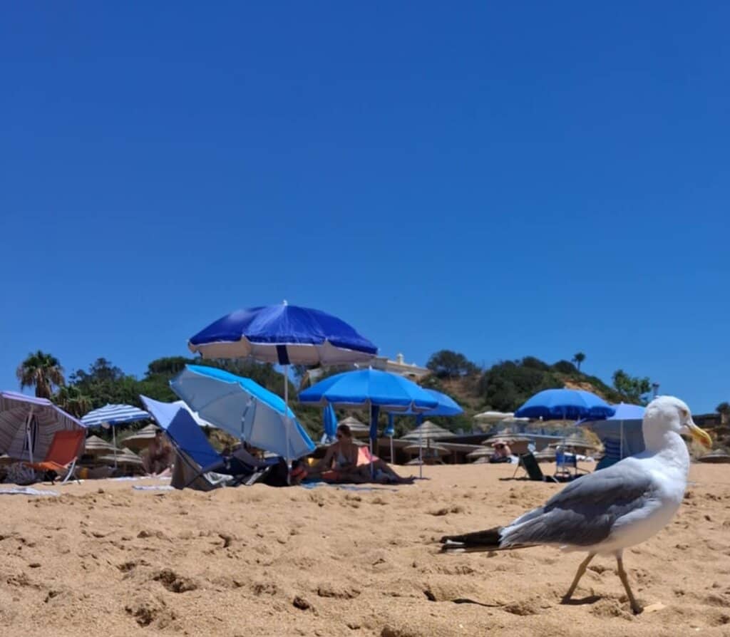 Clifftop Views & Bars