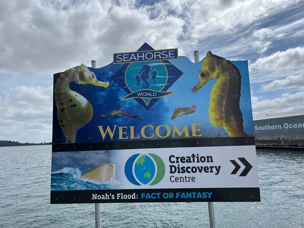 Baby Seahorses