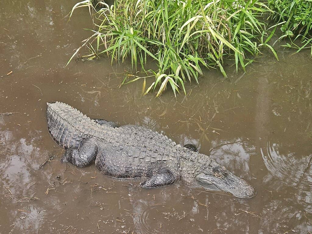 Swamp Walk