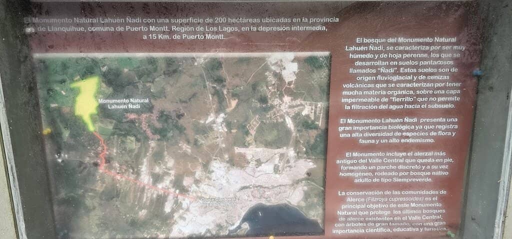 Tranquil Forest Trails