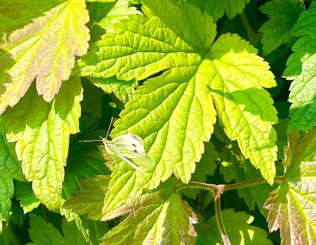 Vibrant Wildlife Haven