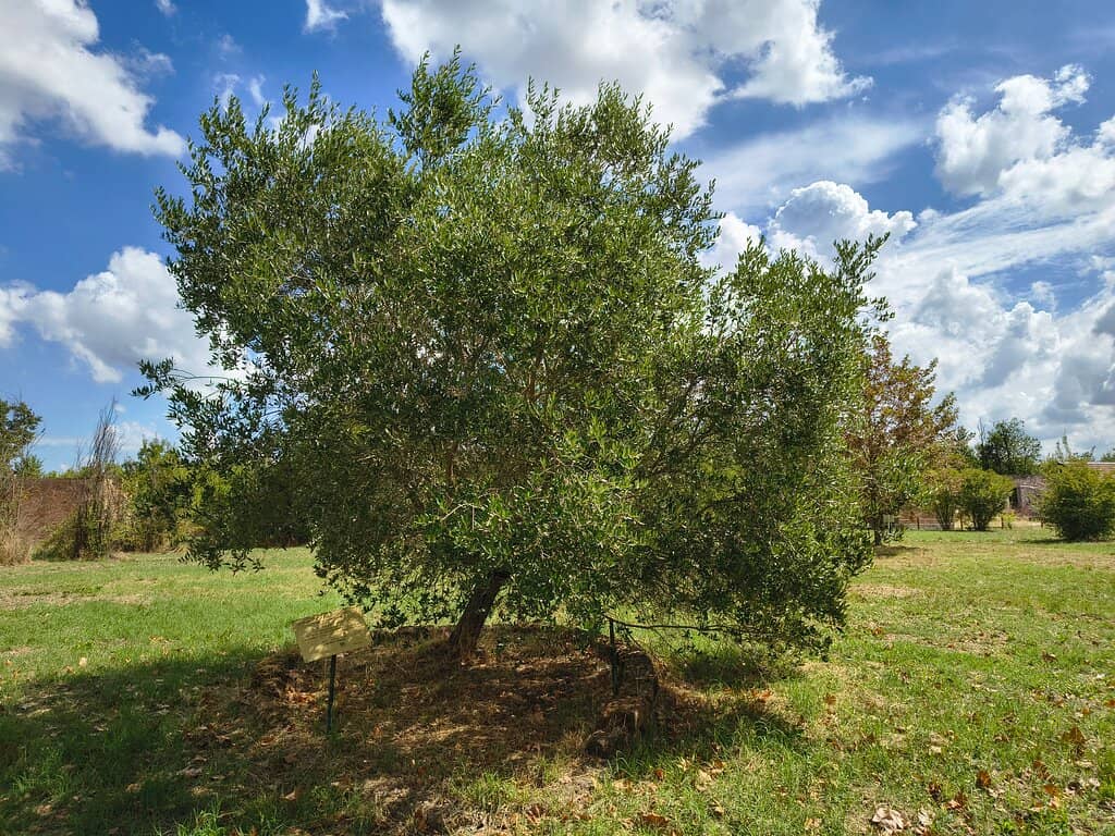 Primo Levi's Footprints