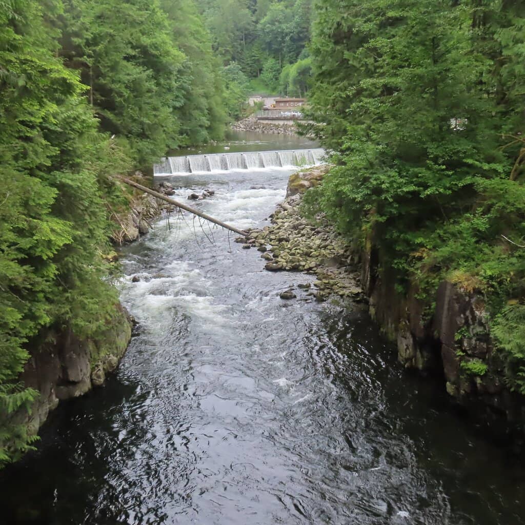 Salmon Life Cycle Education