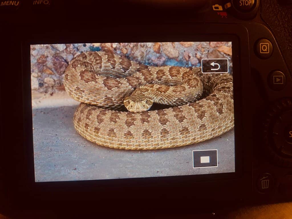 The Rabbit Petroglyph