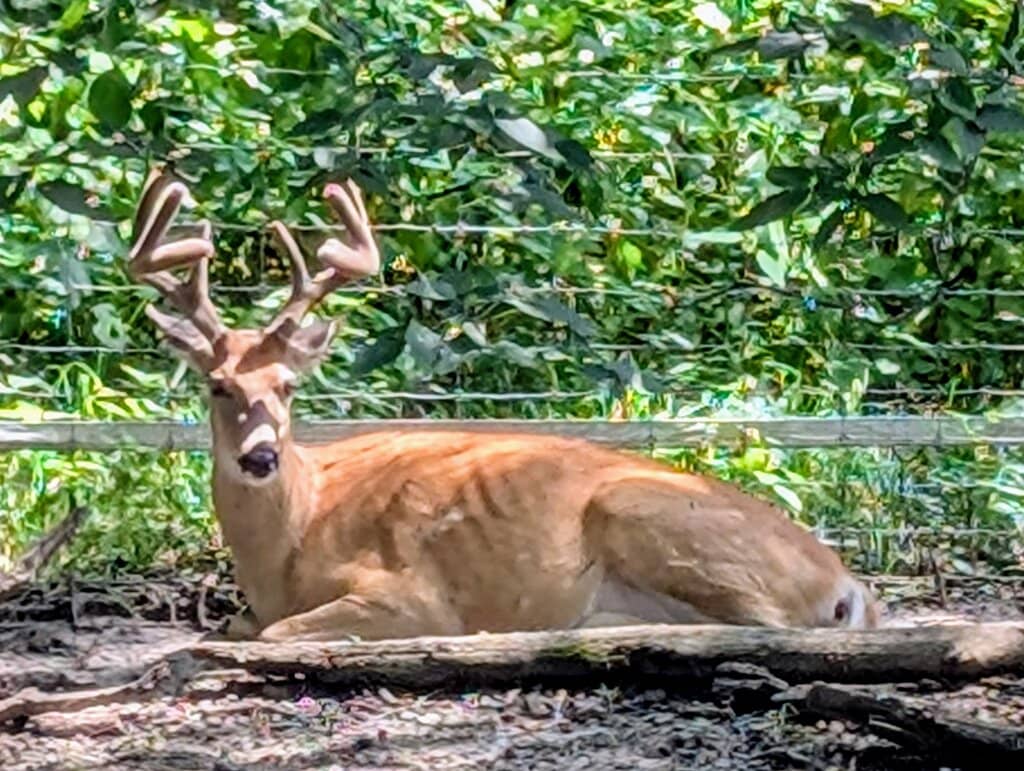 Jurassic Adventure / Ice Age Adventure