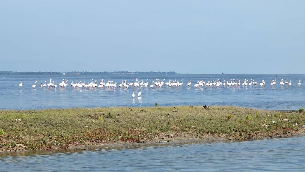 Painted Storks & Pelicans