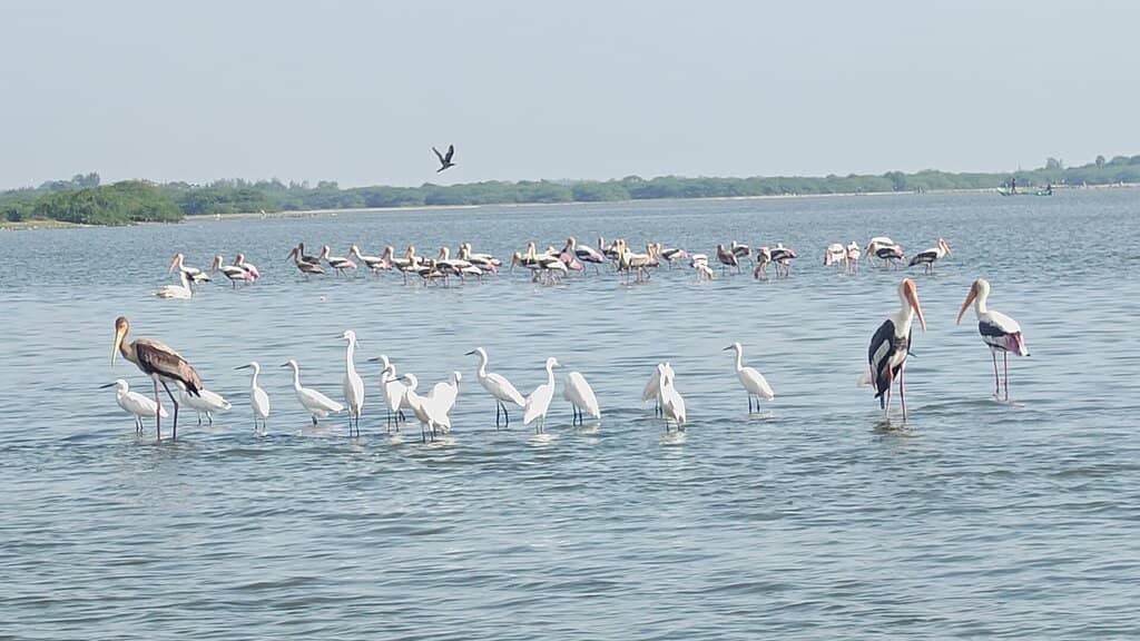 Flamingo Spectacle