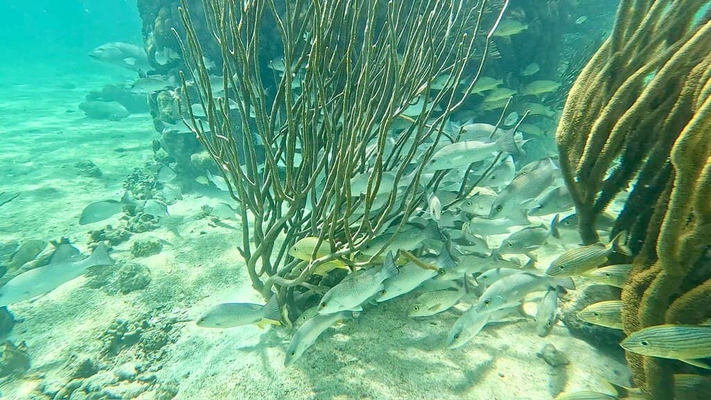 Abundant Marine Life