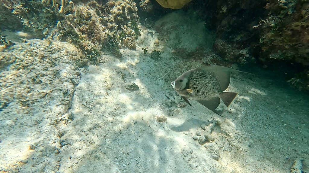 Abundant Marine Life