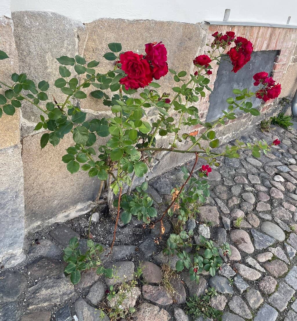 Cobblestone Streets & Galleries