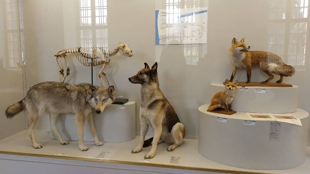 Local History and Artifacts