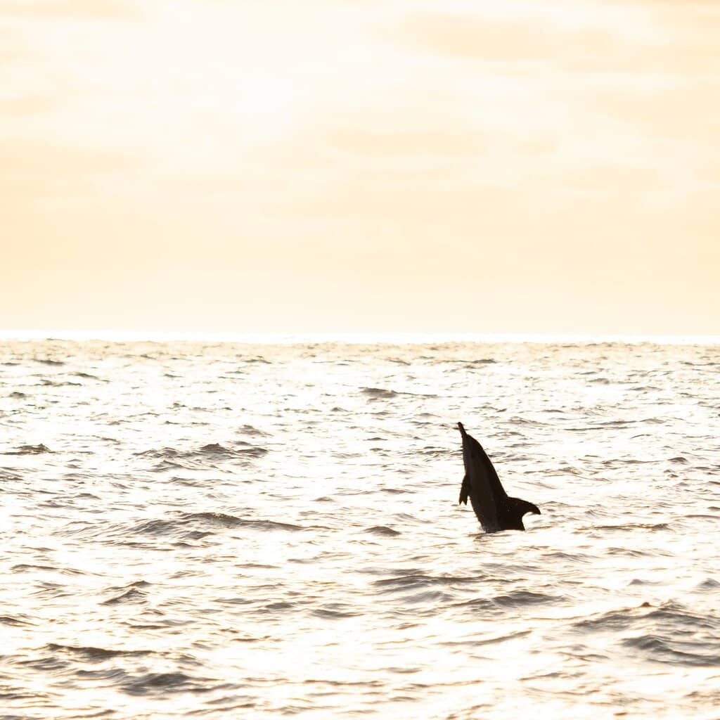 Faro del Caballo Views