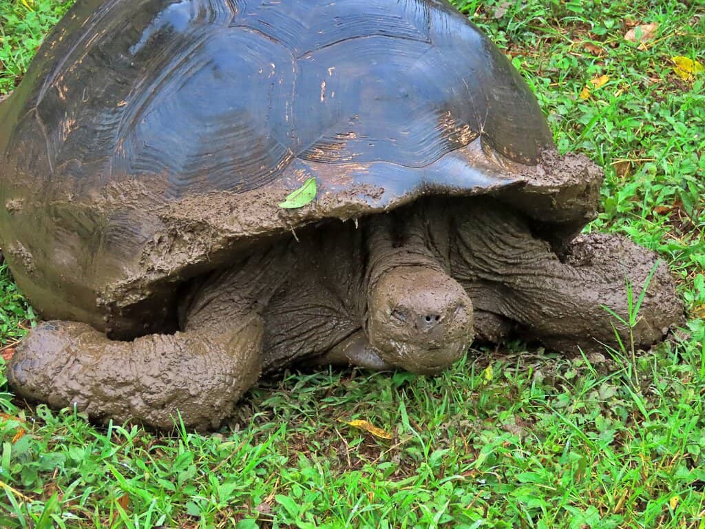 Ancient Lava Tunnels