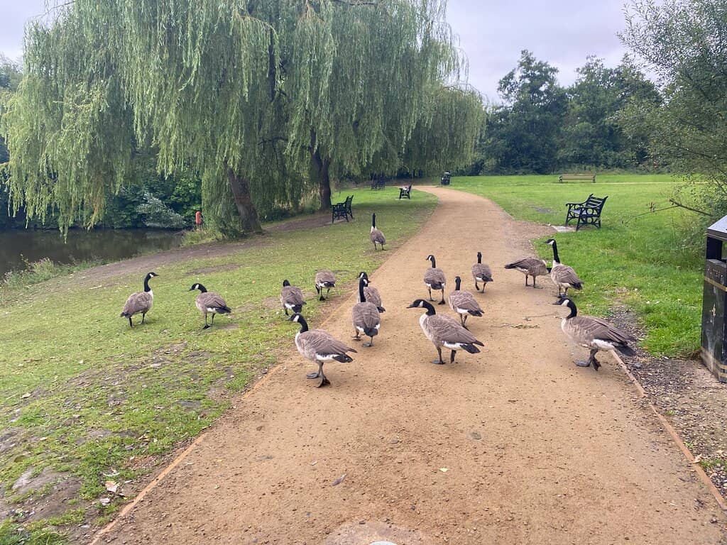 Wildlife Feeding