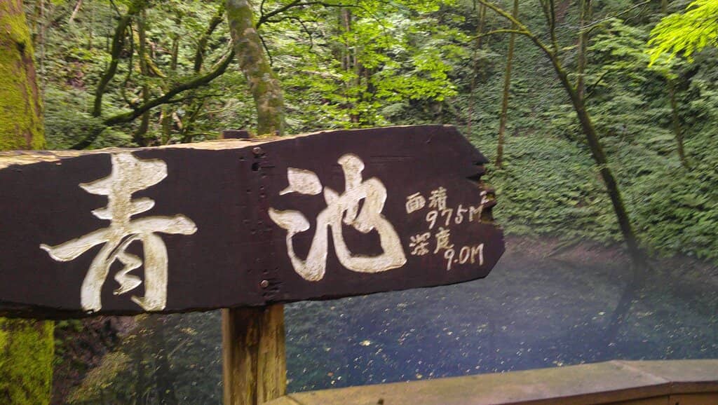 Serene Forest Route