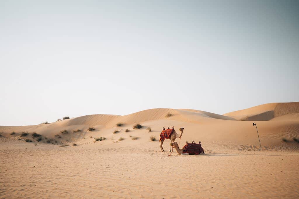 Evening Entertainment