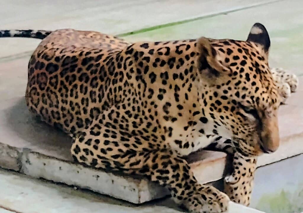 Tiger Shark Encounters