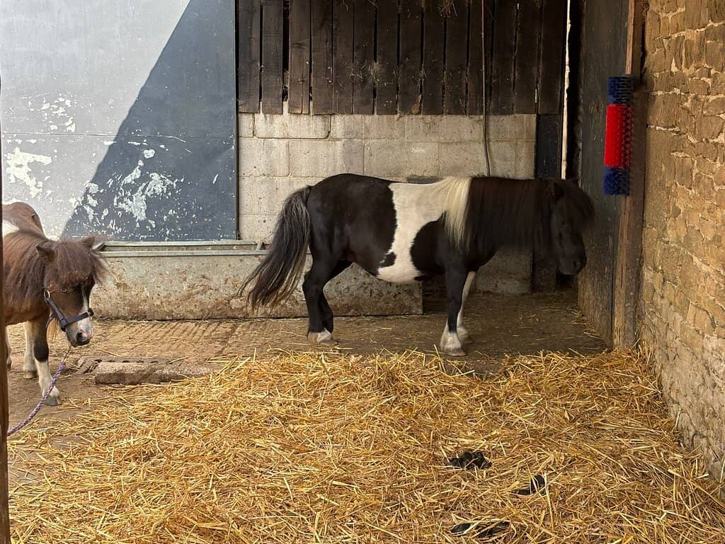 Woodland Adventure Playground