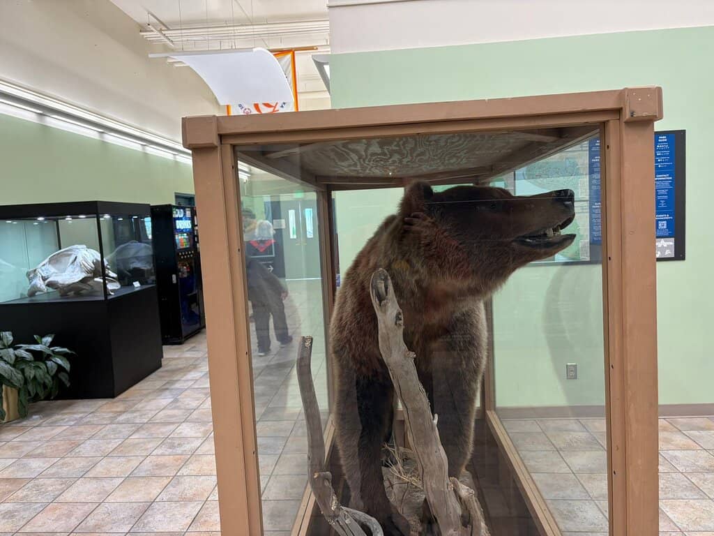 Moose Spotting