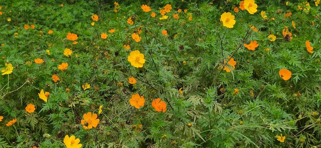 Scenic Photo Opportunities