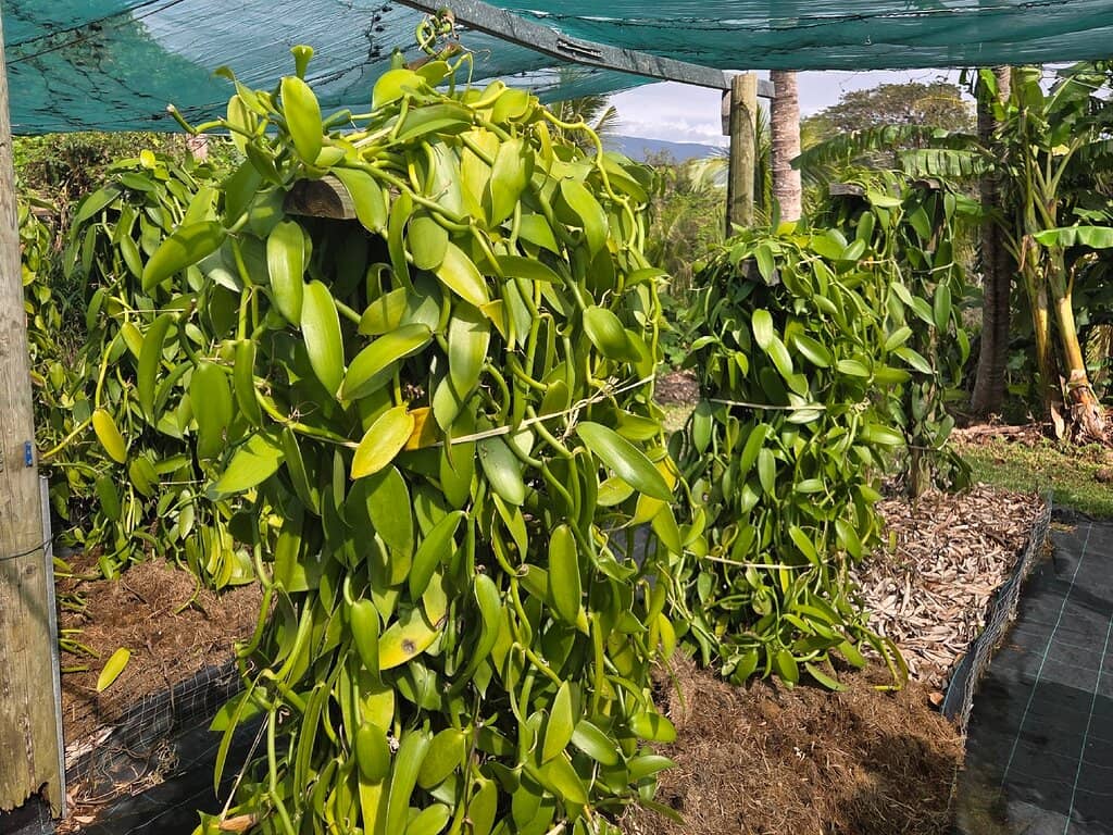 Vanilla Tasting Experience