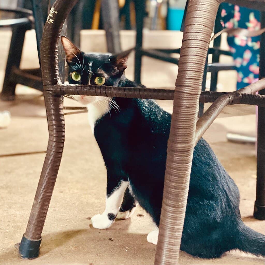 Mango Sticky Rice Pancake