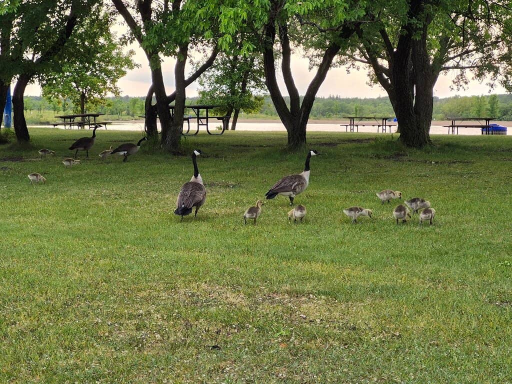 Winnipeg Folk Festival