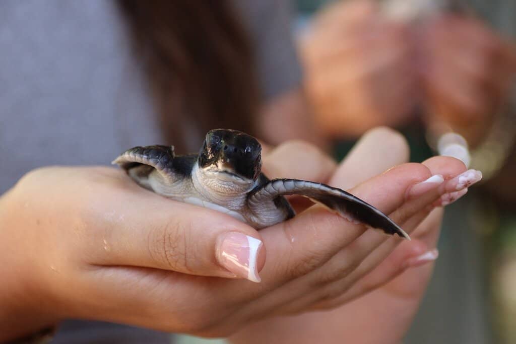 Baby Turtle Encounters