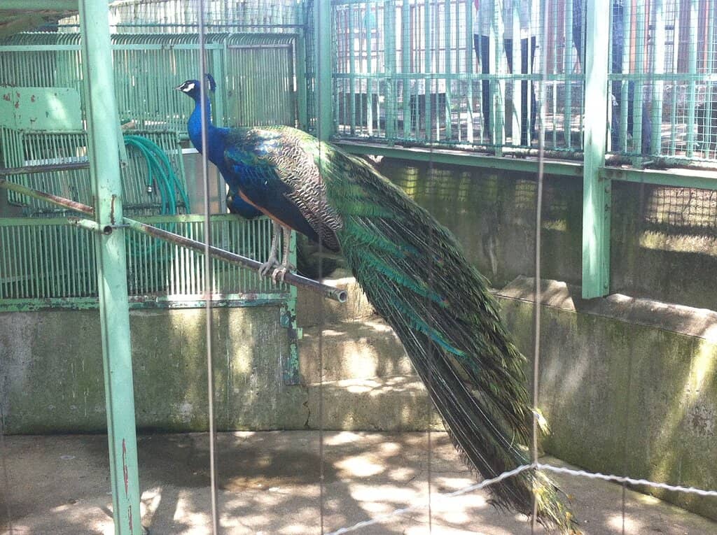 Peacocks on Castle Grounds