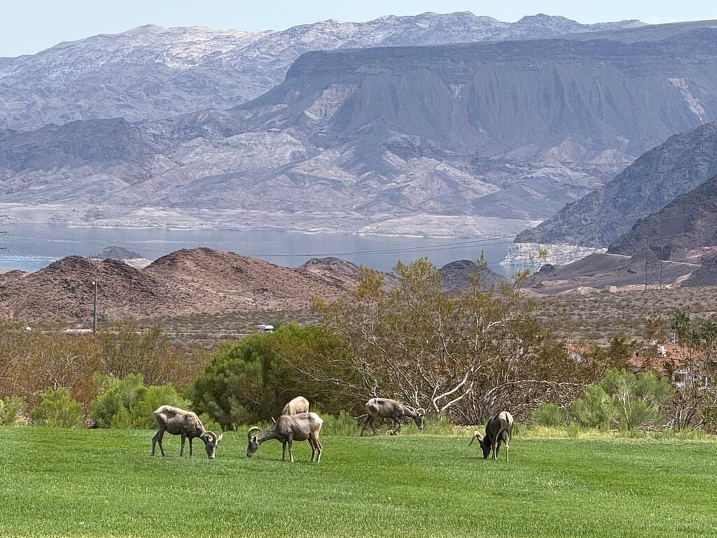 Lake Mead Views