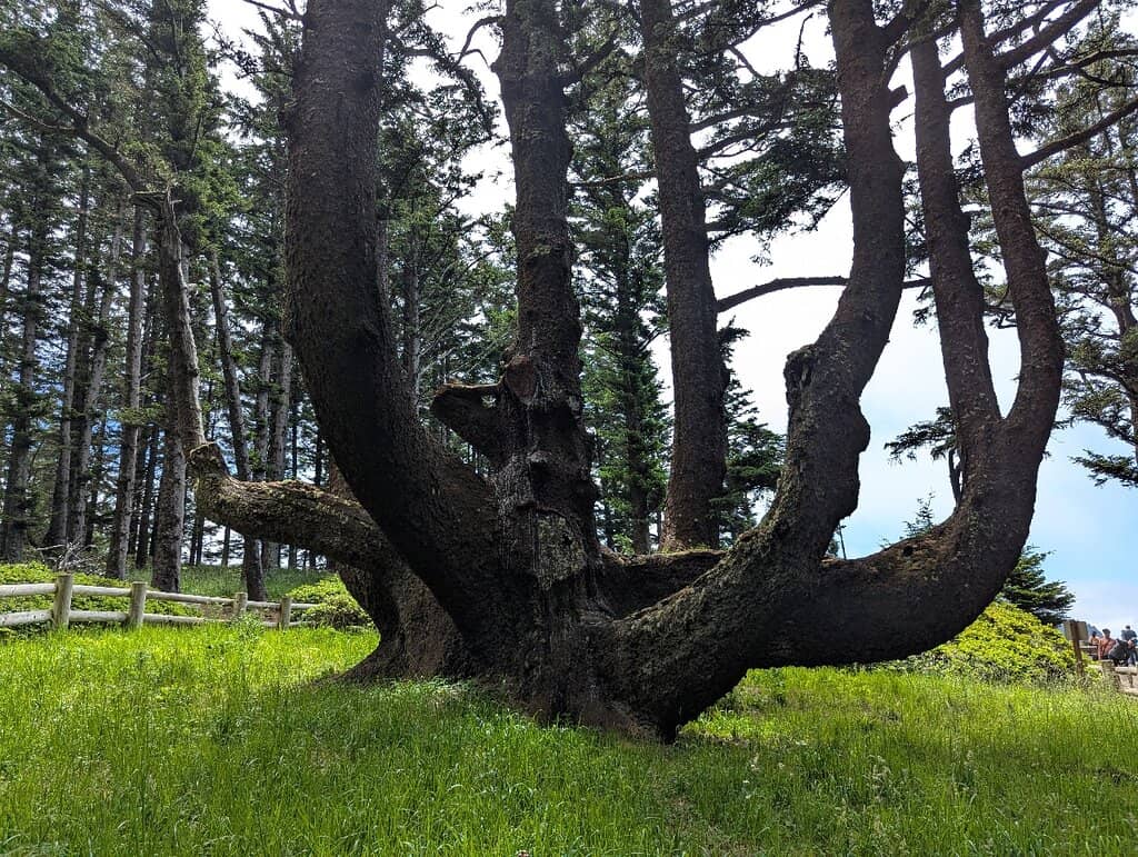 The Octopus Tree