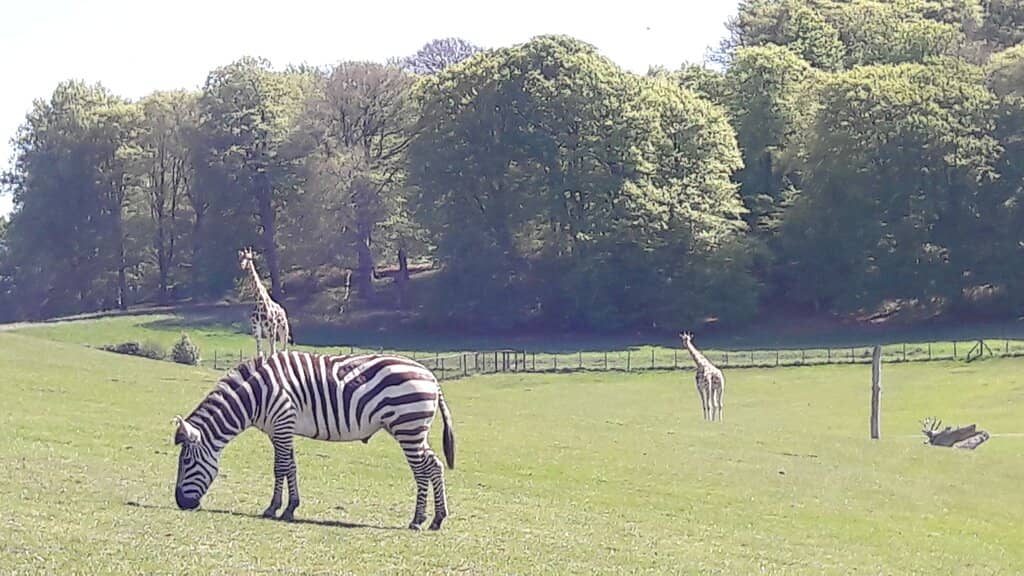 Safari Park Drive-Through