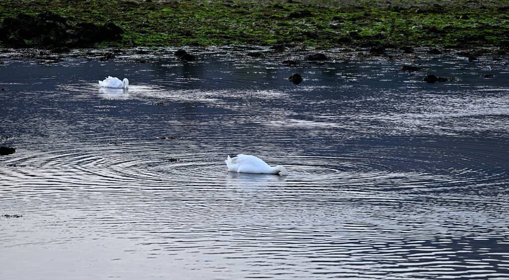 Isle of Arran Coastal Stroll