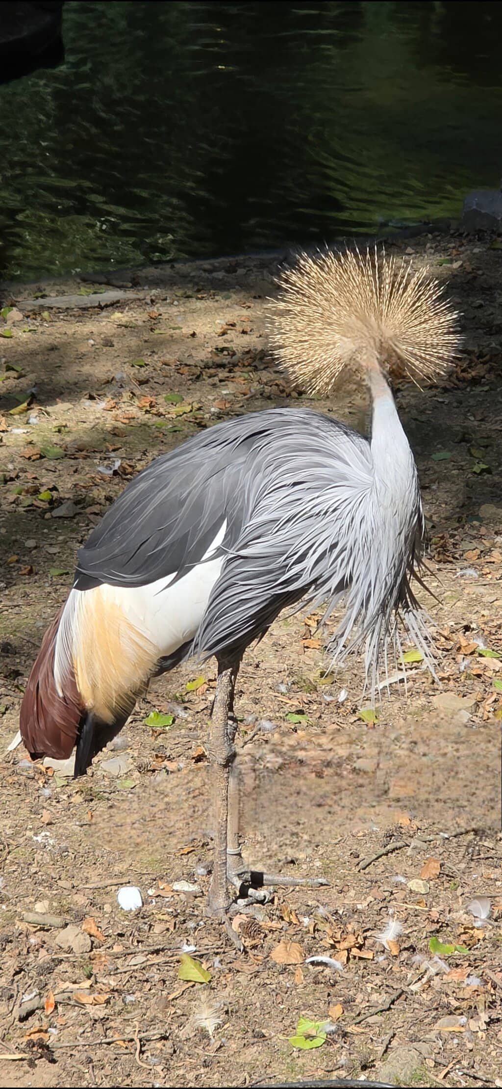 Diverse Animal Collection