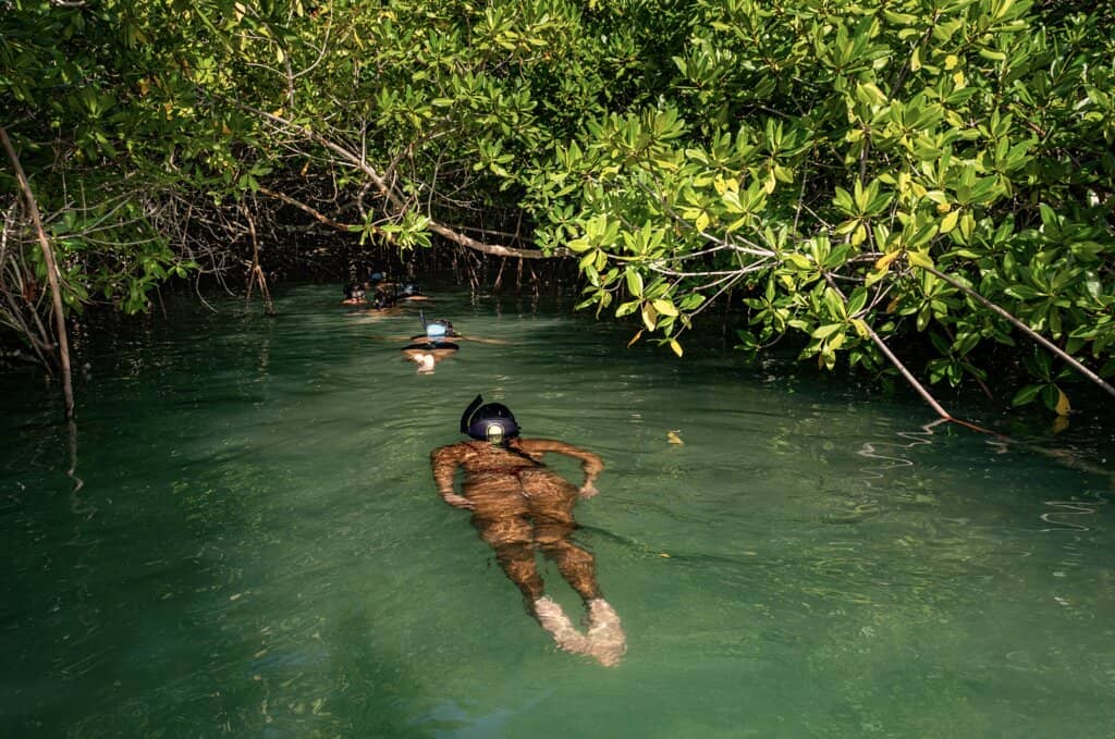 Snorkeling in the Mangrove Lagoon