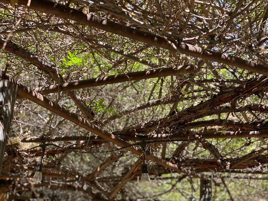 The Rose Garden Grounds