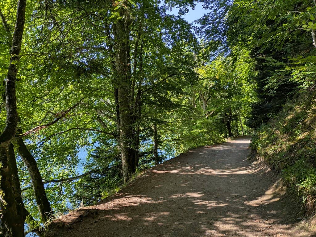 Forest Loop Trail