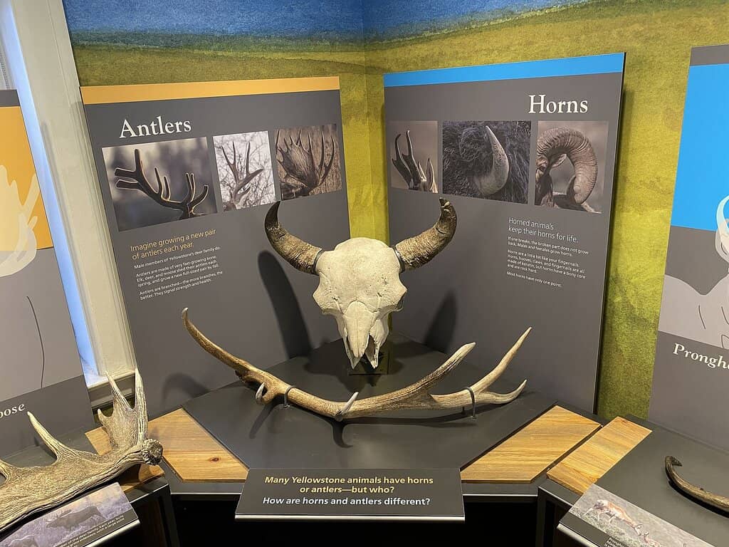Wildlife & Geology Exhibits