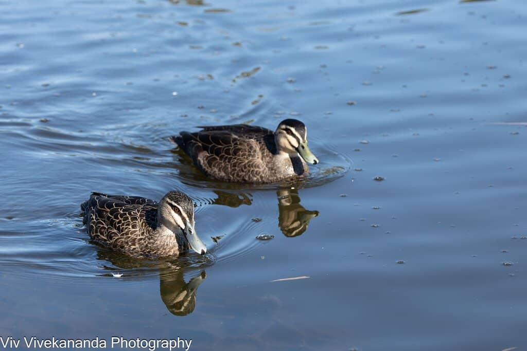 Adventure Playground