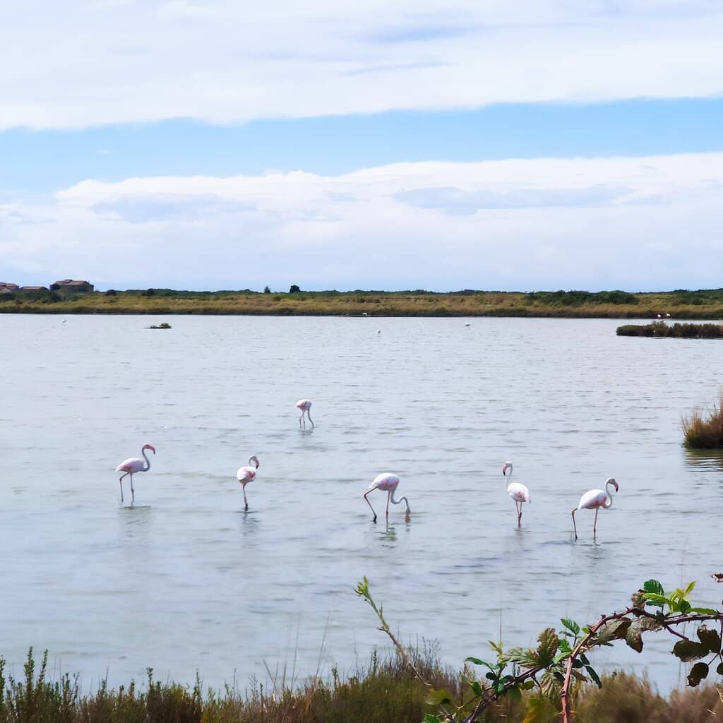 Cycling the Salt Pans