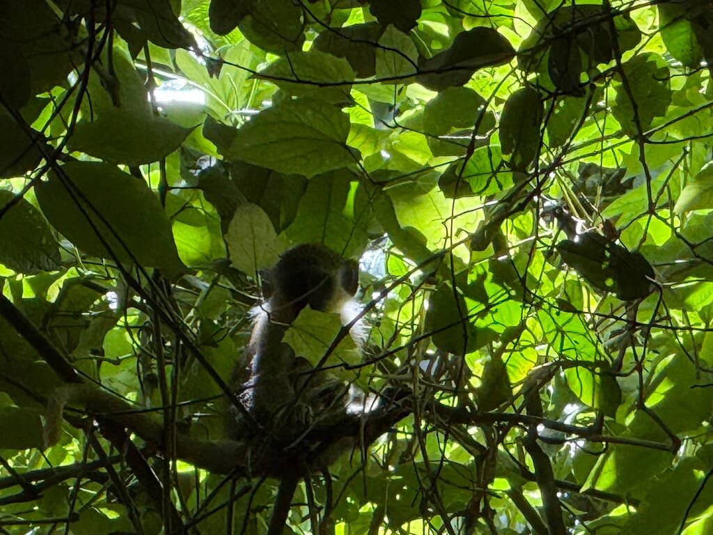 Collapsed Cave Landscape
