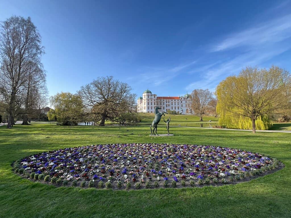 Spring Crocus Blooms
