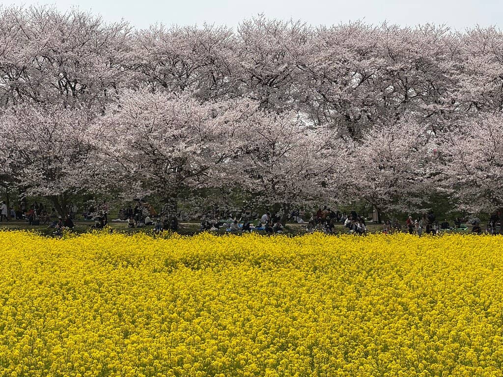 Food Vendor Delights