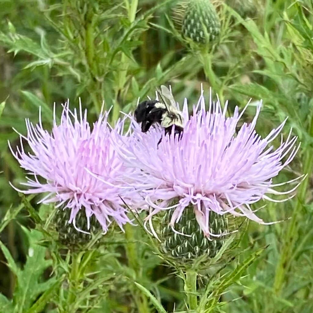 Towering Sandstone Cliffs