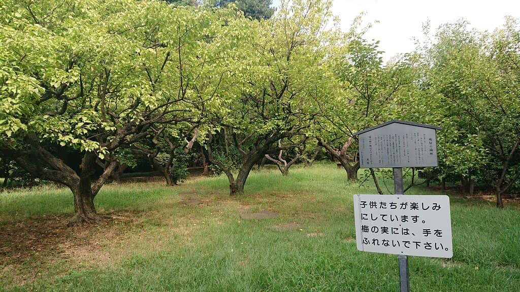 Spacious BBQ Area