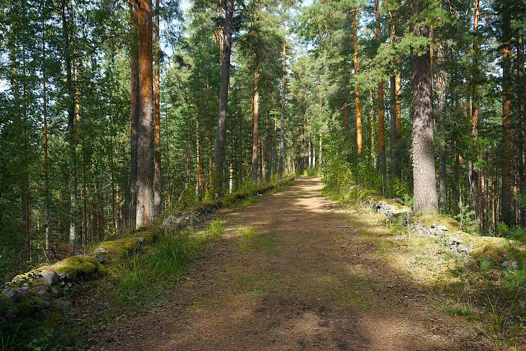 Finland's Tallest Tree